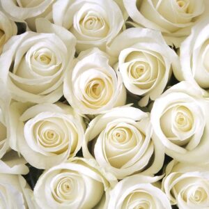 7 Weisse Rosen mit Grün